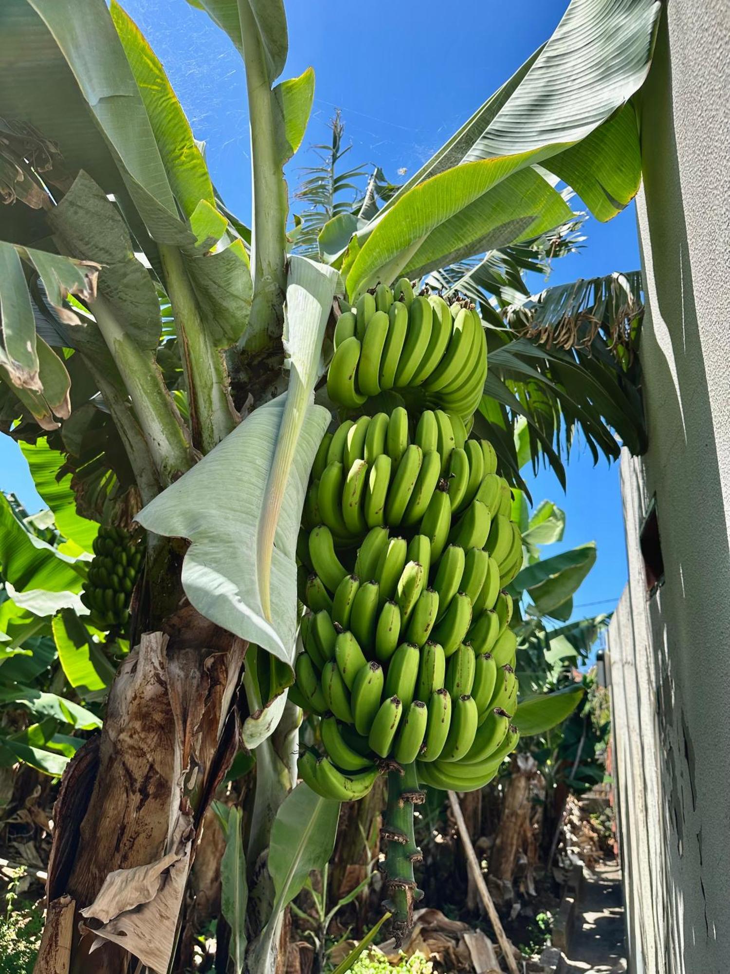 Oasis Suites - Funchal Zewnętrze zdjęcie